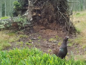 Vyvrácený smrk přilákal nejen vlka, rysa, tetřeva a jeleny. Úchvatné záběry ze Šumavy