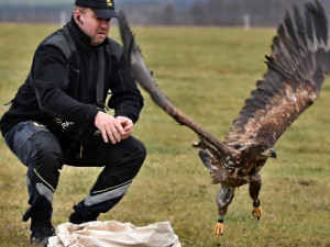 Karel Makoň před léty také vypouštěl orla možřského vybaveného vysílačkou