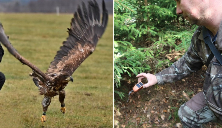 Pátrání po ztracené vysílačce, kterou měla na zádech samice orla mořského