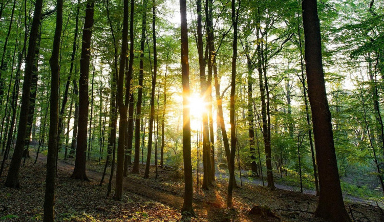 Týden bude slunečný, s teplotami kolem 10 stupňů Celsia. V noci teploty spadnou k nule