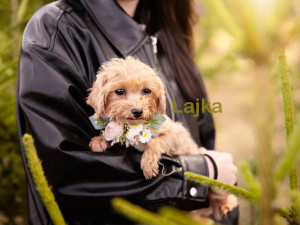 Roční fenečky z otřesných podmínek už vyhlížejí nové domovy, jsou opatrné ale přítulné