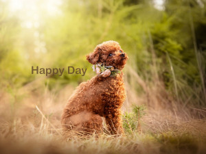 Roční fenečky z otřesných podmínek už vyhlížejí nové domovy, jsou opatrné ale přítulné