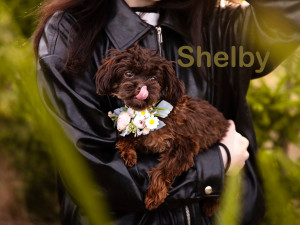 Roční fenečky z otřesných podmínek už vyhlížejí nové domovy, jsou opatrné ale přítulné