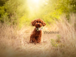 Roční fenečky z otřesných podmínek už vyhlížejí nové domovy, jsou opatrné ale přítulné