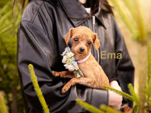 Roční fenečky z otřesných podmínek už vyhlížejí nové domovy, jsou opatrné ale přítulné