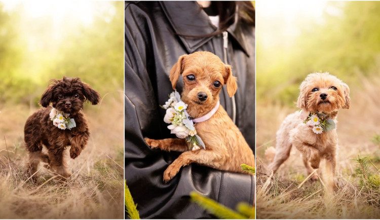 Roční fenečky z otřesných podmínek už vyhlížejí nové domovy, jsou opatrné ale přítulné