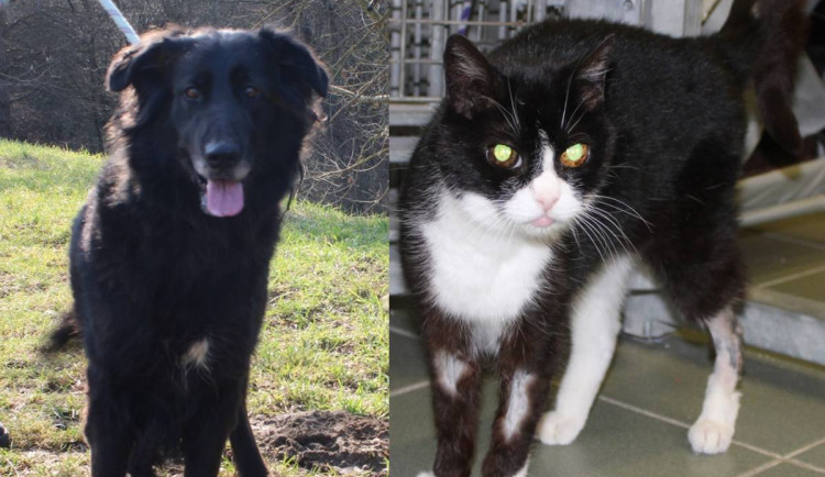 HLEDÁME PÁNÍČKA: Novou rodinu vyhlíží kočičí babča i trochu složitější Karel