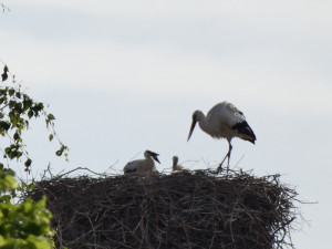 Spálenopoříčský čáp, zdroj: Spálené Poříčí