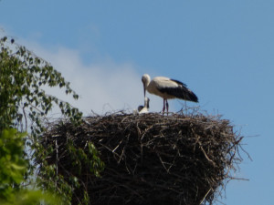 Spálenopoříčský čáp, zdroj: Spálené Poříčí