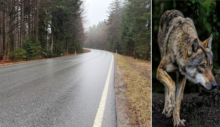 Mladý šumavský vlk zahynul po střetu s autem na silnici vedoucí územím NP Bavorský les