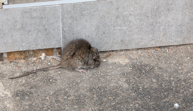 Tento potkan si lebedil na chodníku na Klatovské třídě