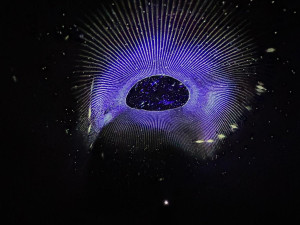 Vesmír hluboko pod zemí. Unikátní kaolinový důl v Nevřeni rozzáří festival světla