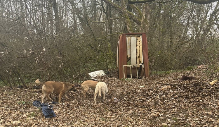 Čtyři psy někdo zřejmě vyhodil, plachou smečku se zatím nepodařilo celou odchytit