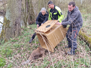 Odchyceného bobra záchranáři transportovali k řece, kde ho vypustili