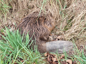 Bobr vypadal u silnice jako stopař. Nakonec mu zastavili zvířecí záchranáři