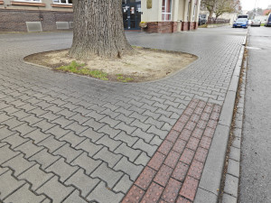 Památkově chráněný stoletý dub chřadne, město bojuje o jeho záchranu