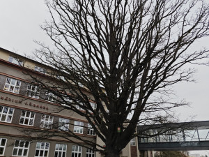 Památkově chráněný stoletý dub chřadne, město bojuje o jeho záchranu