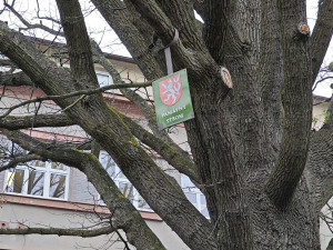 Památkově chráněný stoletý dub chřadne, město bojuje o jeho záchranu