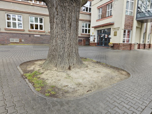 Památkově chráněný stoletý dub chřadne, město bojuje o jeho záchranu