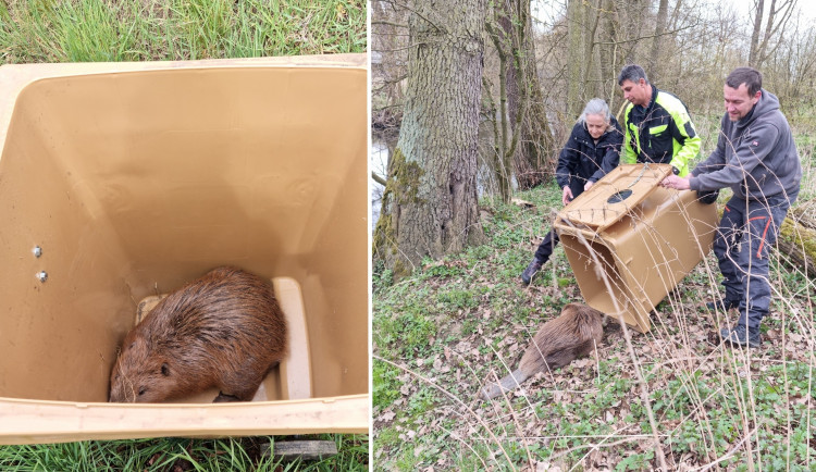 Odchyceného bobra záchranáři transportovali k řece, kde ho vypustili