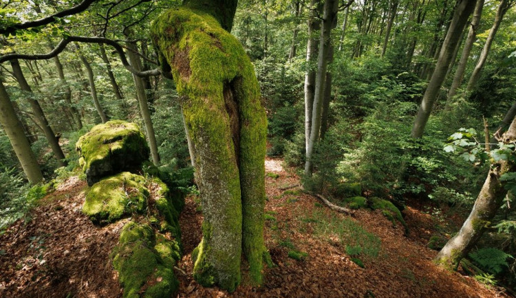 Nová přírodní rezervace ochrání rysy i rostliny jejichž původ sahá až do prvohor