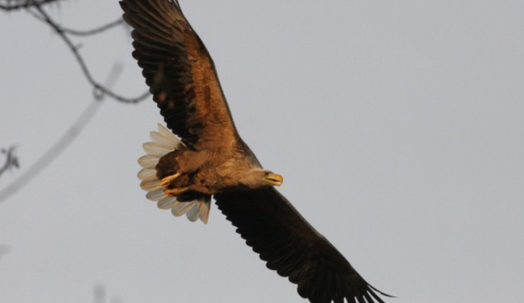Rybáři mají utrum. V jejich oblíbeném revíru v Podyjí se zabydlel ohrožený orel