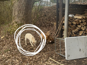 Poslední ze psů, kterého se nepodařilo odchytit: foto: Gabriela Jägerová