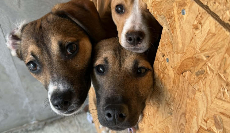Hračky neznají, všeho se bojí. Psi z toulavé smečky se pomalu rozkoukávají v útulku