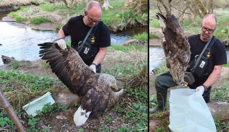Zahynul orel mořský, který vyrůstal na hnízdě s utrženou hororovou hlavou panenky