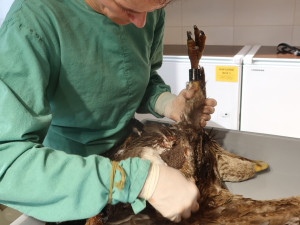 Pitva uhynulého orla