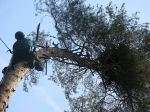 Nález orlího hnízda