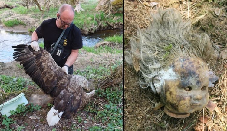 Zahynul orel mořský, který vyrůstal na hnízdě s utrženou hororovou hlavou panenky