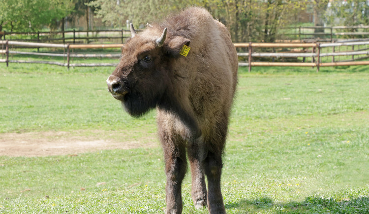 Roční samec zubra Onasis dostal ke skotačení kamarádku, přijela z Německa