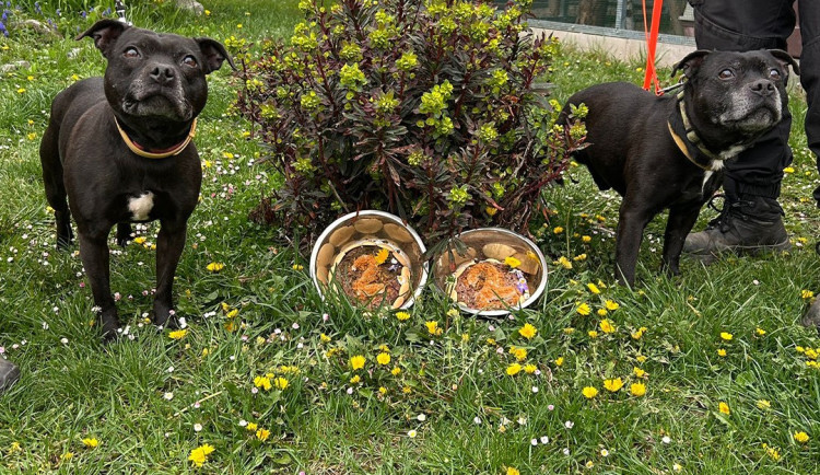 Dva psy zachránili před tyrany, kvůli soudnímu řízení ale uvízli v útulku