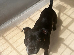 Už dávno by mohli do nových domovů, místo toho jsou psi dva roky v útulku