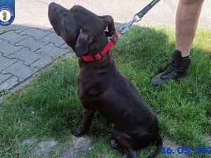 Už dávno by mohli do nových domovů, místo toho jsou psi dva roky v útulku