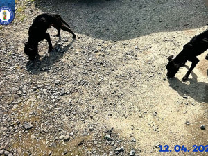 Už dávno by mohli do nových domovů, místo toho jsou psi dva roky v útulku