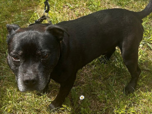 Už dávno by mohli do nových domovů, místo toho jsou psi dva roky v útulku