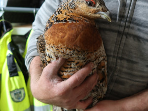 Vzácná samice tetřeva hlušce se po výletu do Domažlic opět vrátila do divoké přírody