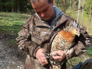 Vzácná samice tetřeva hlušce se po výletu do Domažlic opět vrátila do divoké přírody