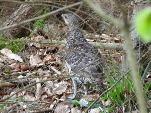 Vzácná samice tetřeva hlušce se po výletu do Domažlic opět vrátila do divoké přírody