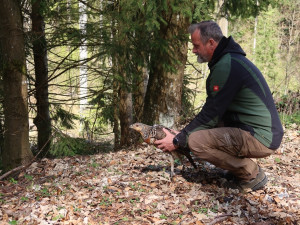 Vzácná samice tetřeva hlušce se po výletu do Domažlic opět vrátila do divoké přírody