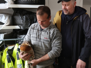 Vzácná samice tetřeva hlušce se po výletu do Domažlic opět vrátila do divoké přírody