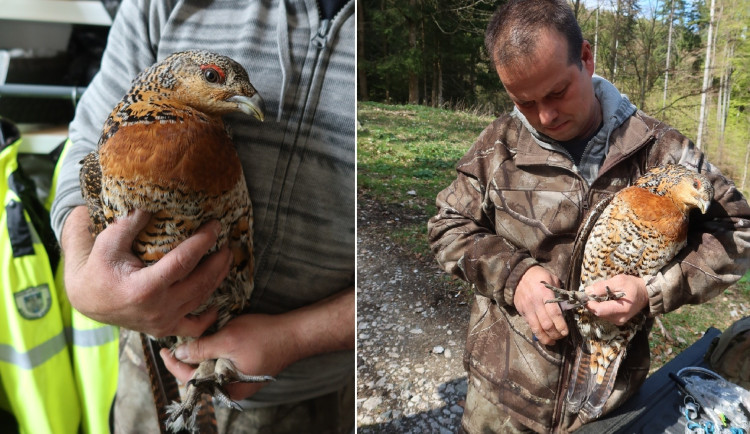 Mimořádně vzácná samice tetřeva hlušce se záhadně objevila v centru Domažlic