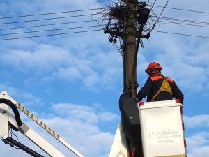 Strategická čapí hnízda jsou plná. Čápi z nouze staví nová na nebezpečných místech