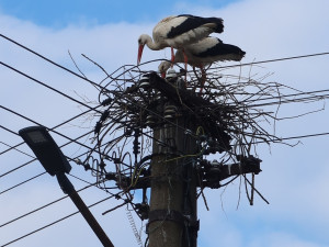 Strategická čapí hnízda jsou plná. Čápi z nouze staví nová na nebezpečných místech