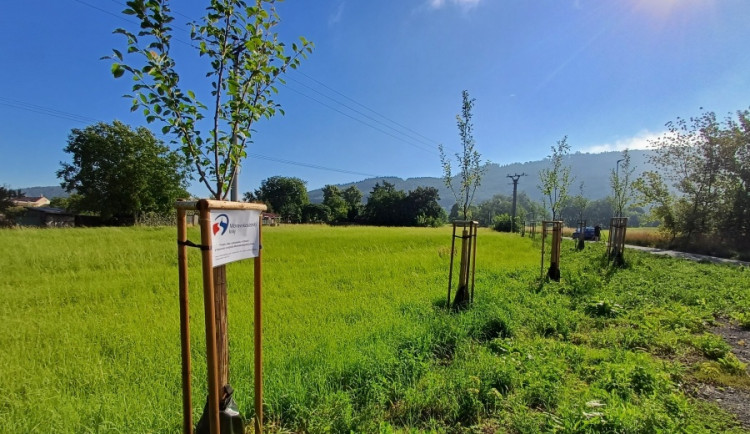 Moravskoslezský kraj podpoří výsadbu zeleně dvěma miliony korun