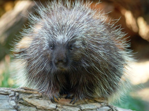 Po téměř 15 letech se do zoo vrací urzoni, noční můra amerických pejskařů