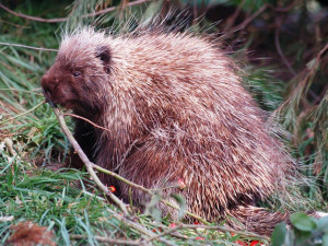 Po téměř 15 letech se do zoo vrací urzoni, noční můra amerických pejskařů