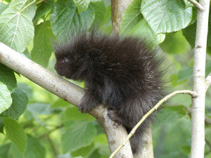 Takto vypadá mládě urzonů, odchovat se v Plzni zatím povedlo jen jedno.